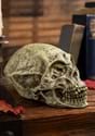 Alien Skull Prop
