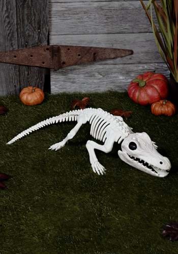 31 Inch Crocodile Skeleton Decoration